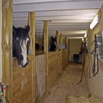 Boxes avec chevaux