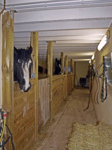 Boxes avec chevaux