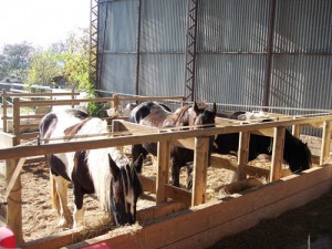 Ferme de la Seille en automne 235