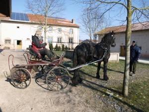 Initiation attelage avec Douchka