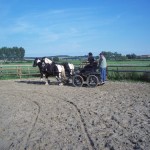 Entrainement dans carrière (Tinus 4 ans et Lysa 3 ans )