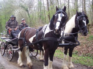 En foret de Saint-Jean , Dieuze