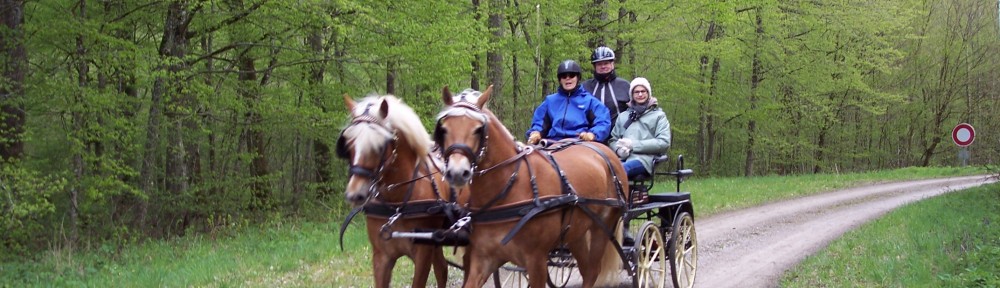 Sur les chemins des bois de Brides