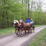 Sur les chemins des bois de Brides