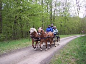 Sur les chemins des bois de Brides