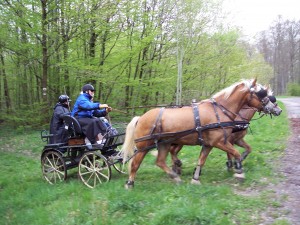 Attelage en paire d'hafflingers