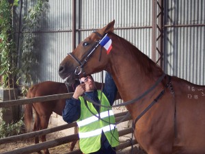 Chevaux race du DON